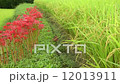 Autumn paddy field and Higanbana flower at Asuka village 12013911