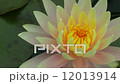 Fisheries floating in water (water lily) 12013914