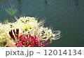 Higanki花河 12014134