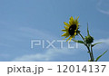 向日葵和藍天 12014137