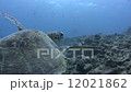 Green turtle 12021862