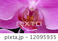 Close-up of a colorful orchid. 12095935