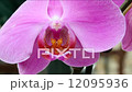 Close-up of a colorful orchid. 12095936