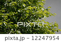 Young leaves swaying in the wind 12247954