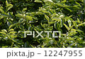 Leaves swaying in the wind 12247955