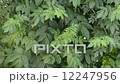 Leaves swaying in the wind 12247956
