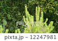 Pine needle shaking in the wind 12247981