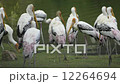 Painted Stork 12264694