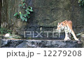 Siberian Tiger (Panthera tigris altaica), also known as the Amur tiger 12279208