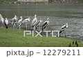 Painted Stork (Mycteria leucocephala) is a large wading bird in the stork family. 12279211