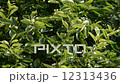 Leaves swaying in the wind 12313436