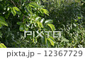 Leaves swaying in the wind 12367729