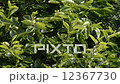 Leaves swaying in the wind 12367730