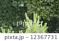 Pine needle shaking in the wind 12367731