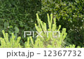 Pine needle shaking in the wind 12367732