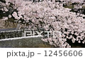 櫻花 12456606