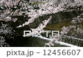 櫻花 12456607