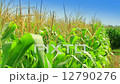 Corn farm in Thailand 12790276