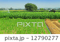 Corn farm in Thailand 12790277