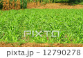 Corn farm in Thailand 12790278