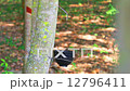 Tapping latex from a rubber tree in Thailand : Dolly shot.  12796411