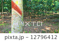 Tapping latex from a rubber tree in Thailand : Dolly shot.  12796412