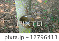 Tapping latex from a rubber tree in Thailand : Dolly shot.  12796413
