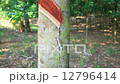 Tapping latex from a rubber tree in Thailand  12796414