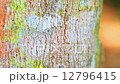 Tapping latex from a rubber tree in Thailand : Dolly shot.  12796415