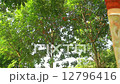 Tapping latex from a rubber tree in Thailand : Dolly shot.  12796416