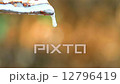 Tapping latex from a rubber tree in Thailand  12796419