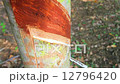 Tapping latex from a rubber tree in Thailand  12796420