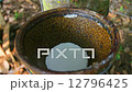 Tapping latex from a rubber tree in Thailand  12796425