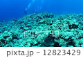パラオのウミガメ 12823429