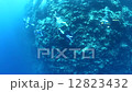 パラオの海 12823432