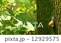 A snail climbs a tree while pulling its heavy shell 12929575