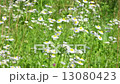 field chamomile 13080423