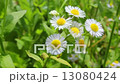 field chamomile 13080424