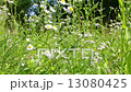 field chamomile 13080425
