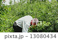 man harvests 13080434