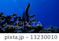 光を浴びて（小笠原諸島　父島） 13230010