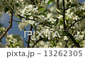 White Tree Bloom 2 13262305