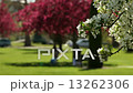 White Tree Bloom 3 13262306