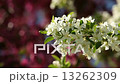 White and Pink Blossoms  13262309
