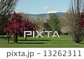 White and Pink Blossoms with Mountains  13262311