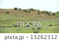 Spring Meadow Horse Ride 13262312