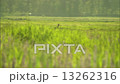 white tail deer in lupin field 13262316