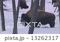 Bison in Winter 3 13262317