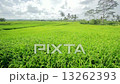 beautifful rice fields in bali 13262393