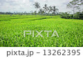 beautifful rice fields in bali 13262395